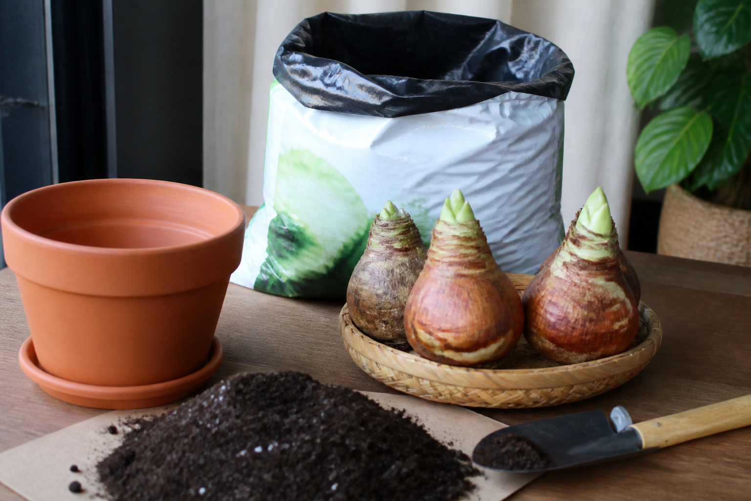 Amaryllis planten en potgrond