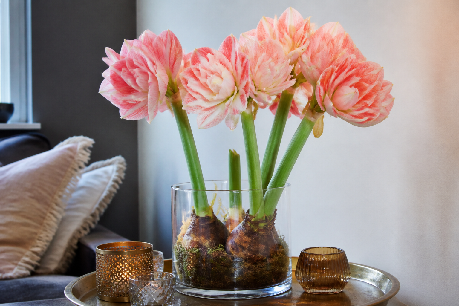 Amaryllis in huis styling