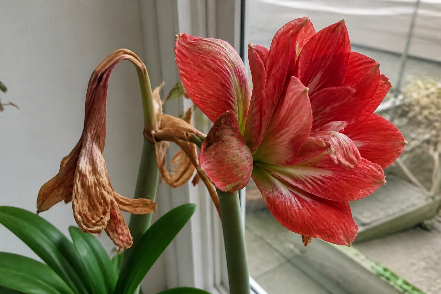 Problemen en ziekten amaryllis